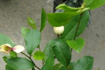 含笑花盆栽施肥方法（含笑花盆栽施肥方法图解）