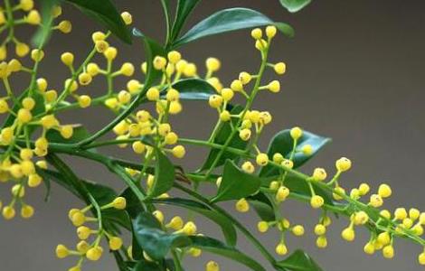 米兰花怎么养殖 米兰花怎么养殖视频