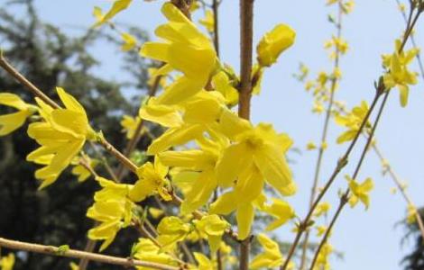 迎春花的冬季养护方法（迎春花的冬季养护方法图片）