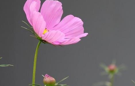 波斯菊怎么浇水 波斯菊怎么浇水施肥