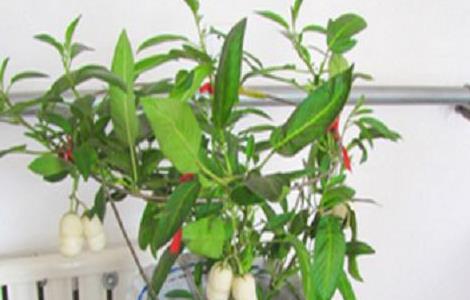 盆栽人参果养殖方法（盆栽人参果养殖方法视频）