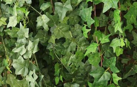 常春藤的养殖方法与注意事项（常春藤的养殖方法与注意事项有哪些）