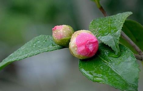 茶花春天好养活吗（茶花春天好养活吗视频）