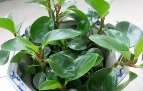 豆瓣绿为什么掉叶 豆瓣绿新叶脱落的原因
