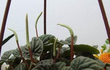 皱叶椒草的养殖方法和注意事项（皱叶椒草的养殖方法和注意事项图片）