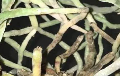 蝴蝶兰怎么换水苔 蝴蝶兰多长时间浇一次水