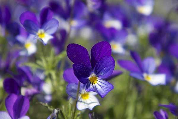 紫罗兰如何叶插，都有哪些步骤 紫罗兰怎么插花