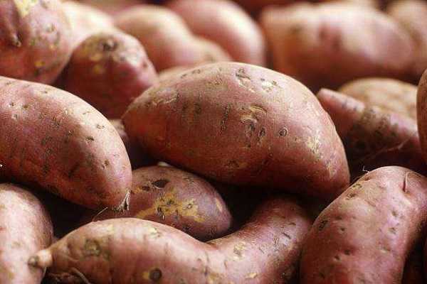 蜜薯的生长周期是多少天 蜜薯种植时间
