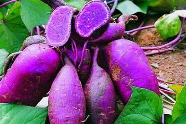 紫薯最好吃的是哪个品种 优质高产品种有哪些