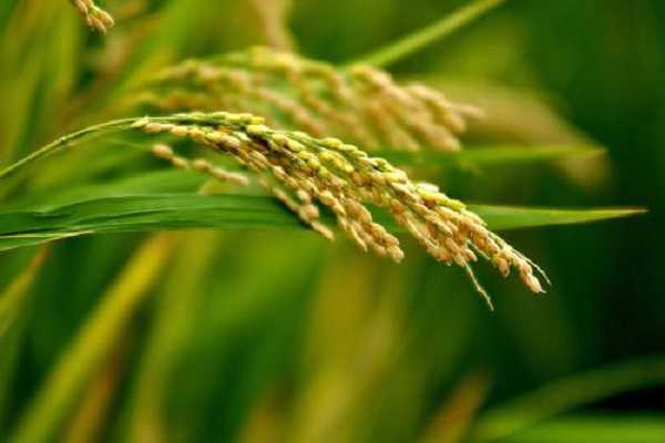 水稻拔节期是几月份，如何合理养护（水稻拔节期管理）