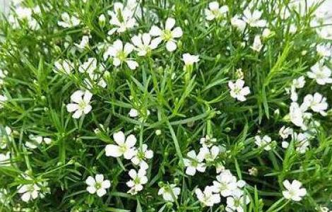 家庭盆栽满天星的方法 满天星星盆栽怎么养