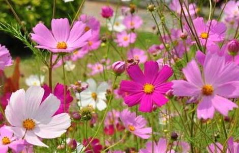 格桑花花语和传说 格桑花的花语和象征