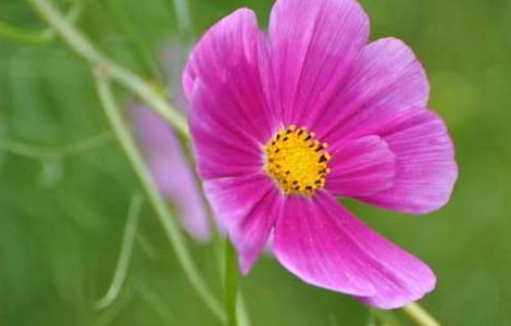 格桑花到底是什么（格桑花百度百科）