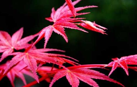 红枫树的繁殖方法（红枫树的繁殖方法有哪些）
