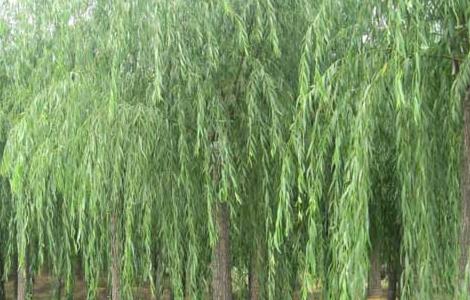 柳树的种植技术 柳树的种植技术与管理