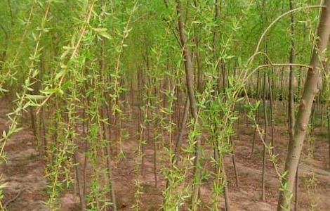 柳树的繁殖方法 柳树的繁殖方法有几种