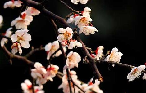 梅花的精神和品质 梅花的精神和品质有哪些工作