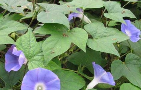 牵牛花有没有毒（牵牛花有没有毒?）