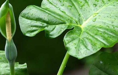 滴水观音是什么植物 滴水观音是什么植物有毒