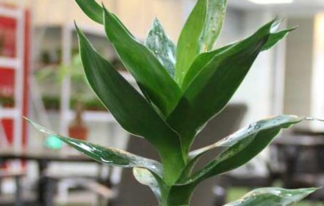 富贵竹冬天怎么养 富贵竹冬天怎么养好