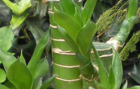 富贵竹能晒太阳吗（富贵竹能晒太阳吗?）