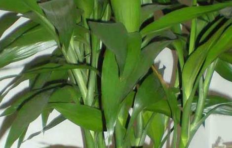 富贵竹能长多高 富贵竹能长多高多粗