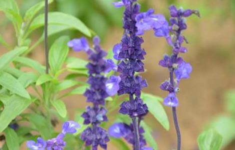 鼠尾草的花语和传说(鼠尾草花语是什么意思 寓意)