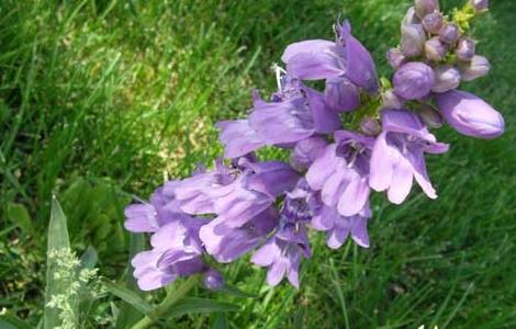 鼠尾草种植技术 鼠尾草种植技术与管理