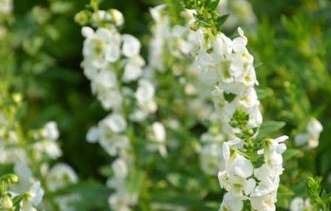 鼠尾草什么时候开花 鼠尾草多长时间开花