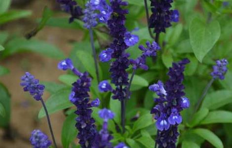 兰花鼠尾草怎么种植（兰花鼠尾草怎么种植视频）