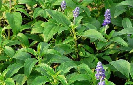 蓝花鼠尾草花期多久（蓝花鼠尾草花期多久结束）