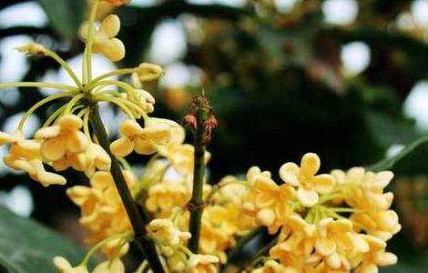 桂花盆景栽培技术 桂花盆景栽培方法