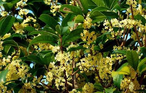 桂花树的特点有哪些 桂花树有什么特点,它长什么样