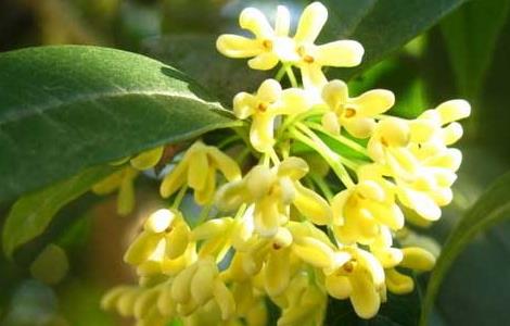 桂花产地在哪里(桂花产地是哪里)