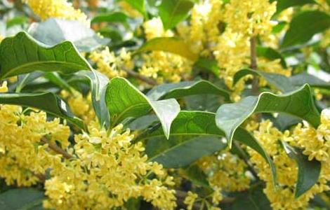 盆栽桂花树种植技术（盆栽桂花树种植技术要点）