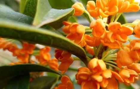 桂花树为什么不开花（桂花树怎么不开花）