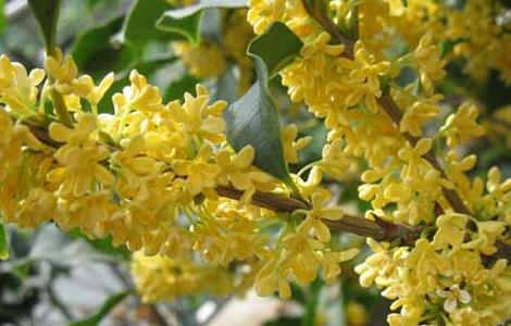 四季桂种植技术 地栽四季桂