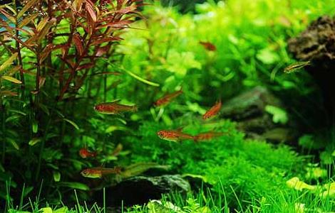什么水草最好养 金鱼配什么水草最好养