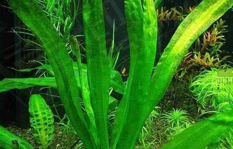 哪些水草会开花 水草是开花植物吗
