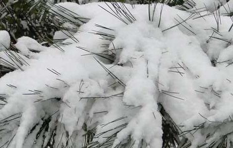 雪松的资料