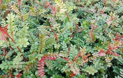 清香木怎么浇水最好（清香木浇什么水最好）