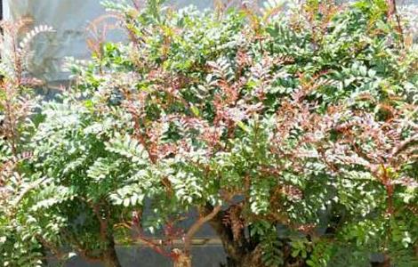 清香木能放在卧室吗(清香木能放在卧室吗风水好吗)