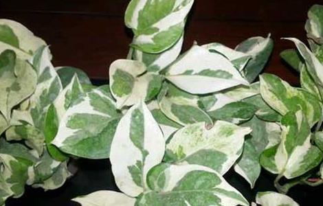 花叶绿萝的养殖方法 花叶绿萝的养殖方法和注意事项