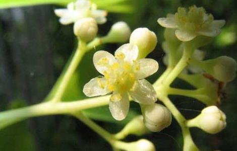 香樟什么时候开花 香樟几月份开花