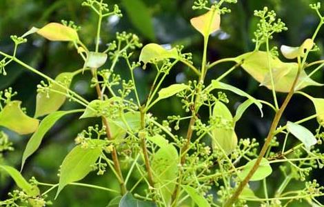 香樟树能驱蚊吗（香樟树能驱蚊吗?种植前景如何?）