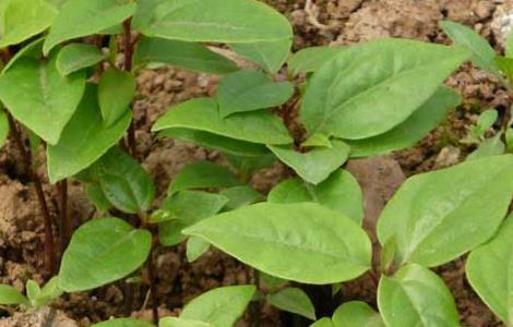 香樟树育苗技术（香樟树育苗技术培训）