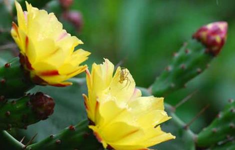 仙人掌有毒吗 仙人掌花有毒吗