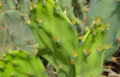仙人掌有叶子吗（仙人掌有叶子吗它的叶子有什么特点）