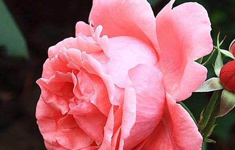 大花月季种植技术 大花月季种植技术要点