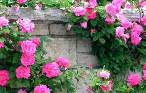 藤本月季养殖方法(藤本月季养殖方法图解)